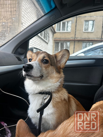 Корги Донецк - изображение 2