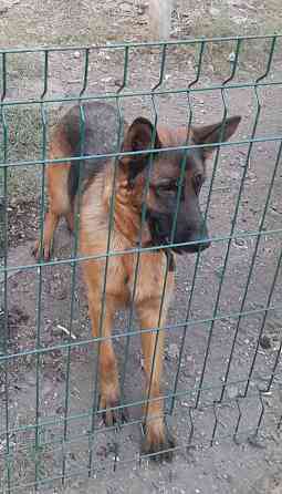 Щенок чистокровный немец пацан остался 1 ! Макеевка