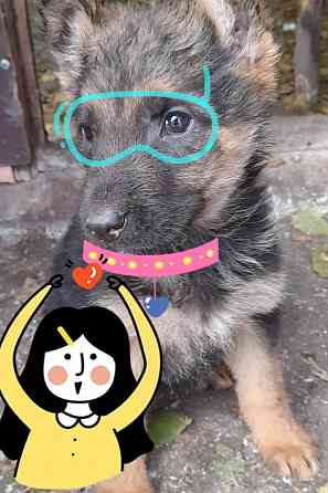 Щенок чистокровный немец пацан остался 1 ! Макеевка