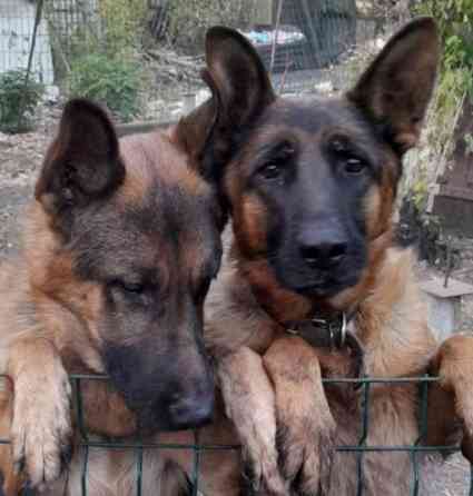 Щенок чистокровный немец пацан остался 1 ! Макеевка