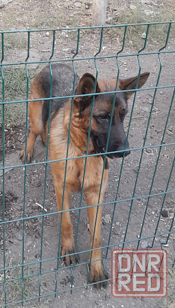 Щенок чистокровный немец пацан остался 1 ! Макеевка - изображение 2