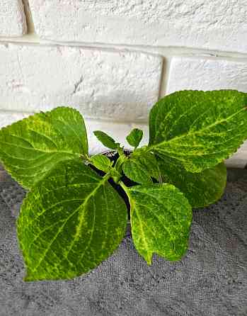 Колеус любой 150 руб Макеевка