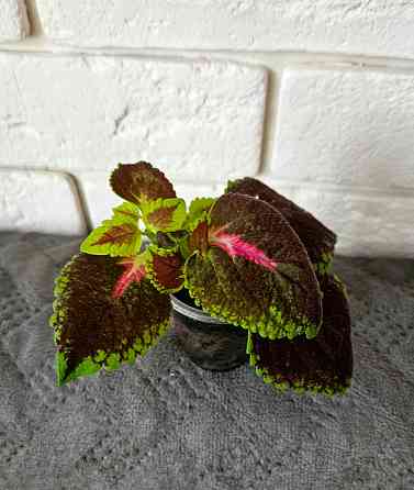 Колеус любой 150 руб Макеевка