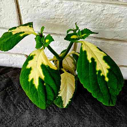 Колеус любой 150 руб Макеевка