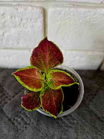 Колеус любой 150 руб Макеевка