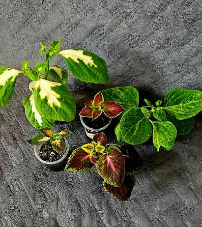 Колеус любой 150 руб Макеевка