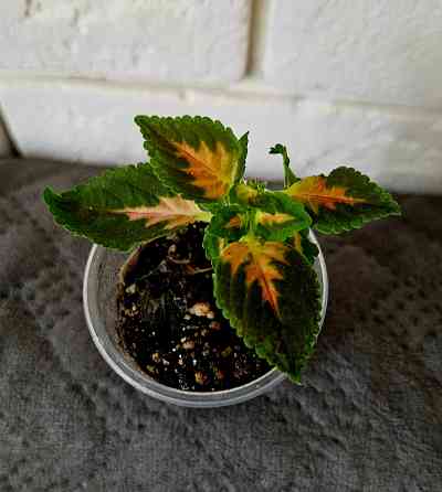 Колеус любой 150 руб Макеевка