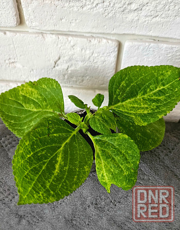 Колеус любой 150 руб Макеевка - изображение 6