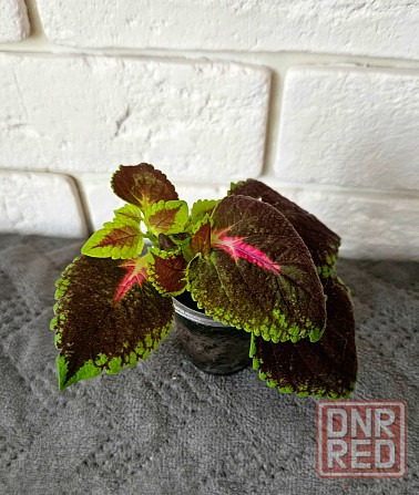 Колеус любой 150 руб Макеевка - изображение 5