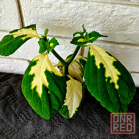 Колеус любой 150 руб Макеевка - изображение 3