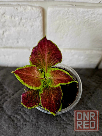 Колеус любой 150 руб Макеевка - изображение 4