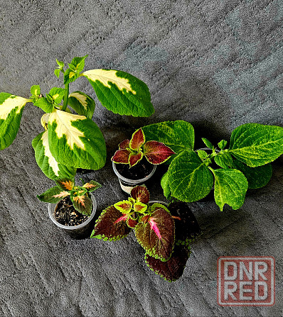 Колеус любой 150 руб Макеевка - изображение 1