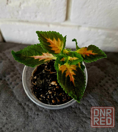 Колеус любой 150 руб Макеевка - изображение 2