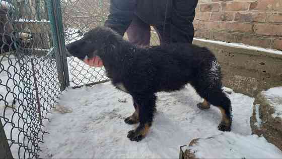 Продаются щенки немецкой овчарки Горловка