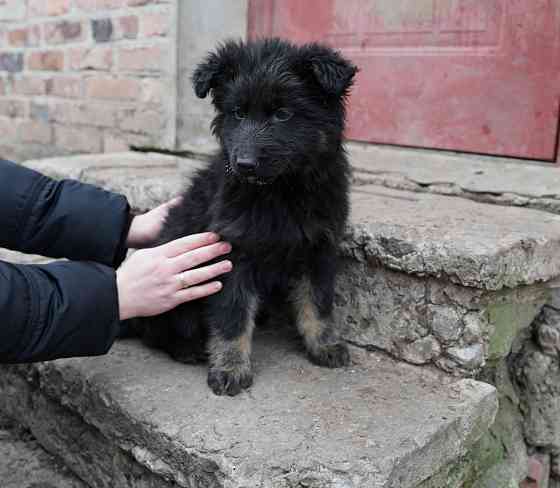Продаются щенки немецкой овчарки Горловка