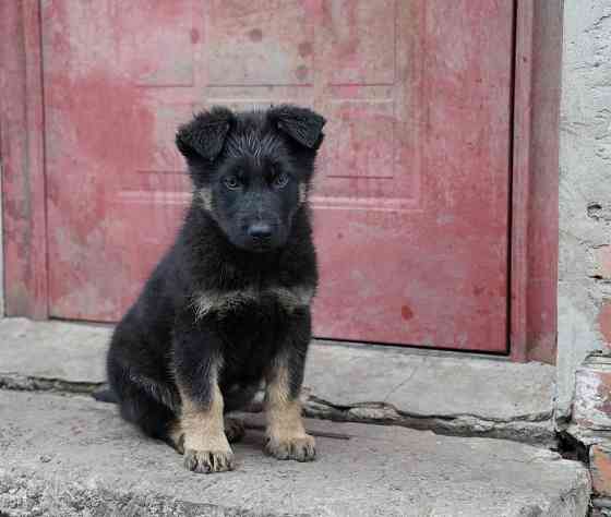 Продаются щенки немецкой овчарки Горловка