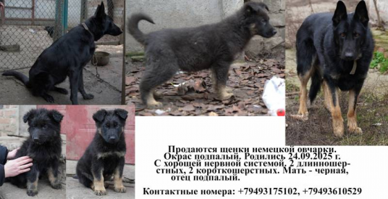 Продаются щенки немецкой овчарки Горловка