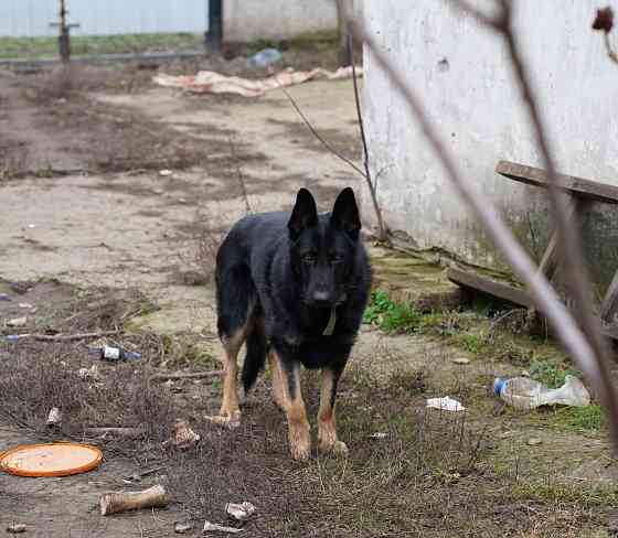 Продаются щенки немецкой овчарки Горловка