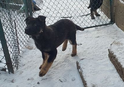 Продаются щенки немецкой овчарки Горловка