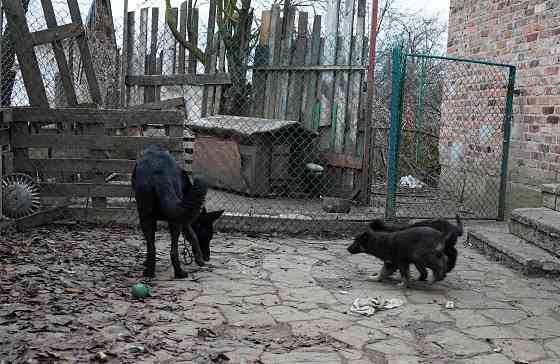 Продаются щенки немецкой овчарки Горловка