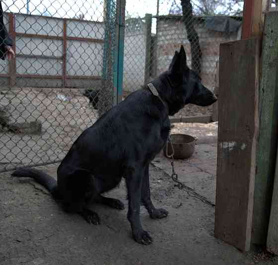 Продаются щенки немецкой овчарки Горловка