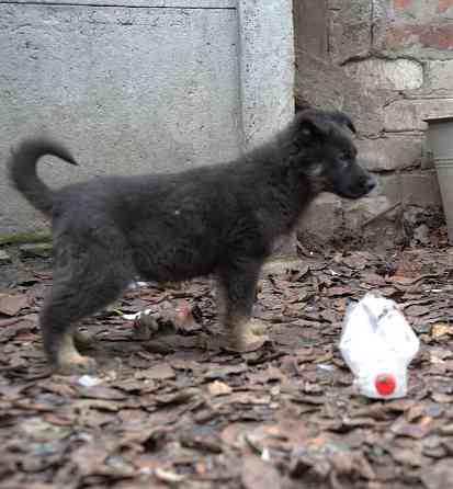 Продаются щенки немецкой овчарки Горловка