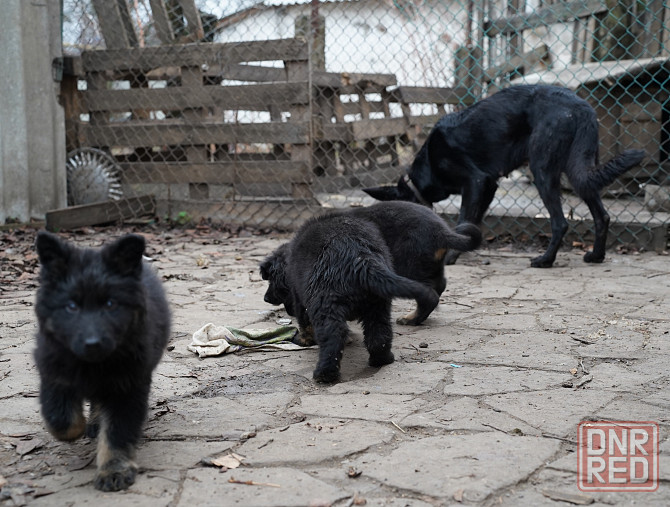 Продаются щенки немецкой овчарки Горловка - изображение 7