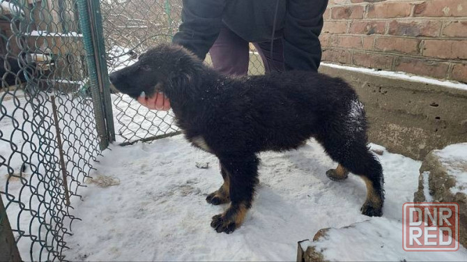 Продаются щенки немецкой овчарки Горловка - изображение 3