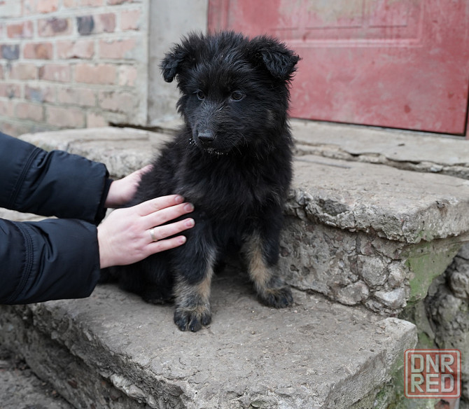 Продаются щенки немецкой овчарки Горловка - изображение 3