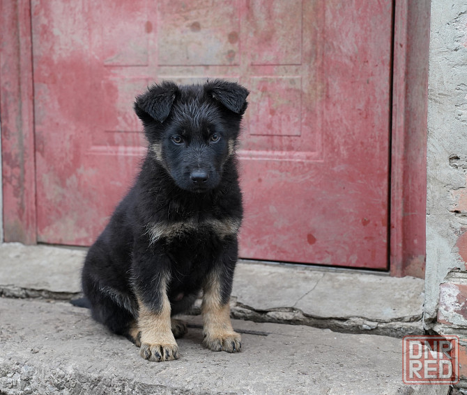 Продаются щенки немецкой овчарки Горловка - изображение 2