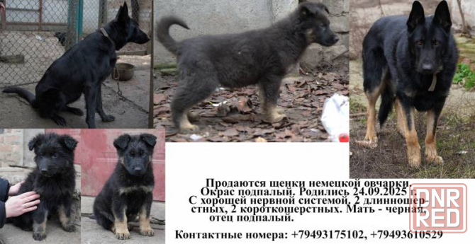 Продаются щенки немецкой овчарки Горловка - изображение 1