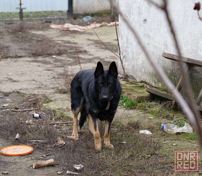 Продаются щенки немецкой овчарки Горловка - изображение 5