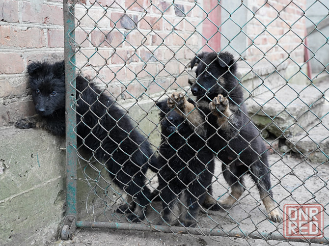 Продаются щенки немецкой овчарки Горловка - изображение 8