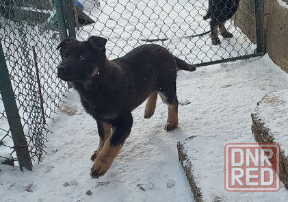 Продаются щенки немецкой овчарки Горловка - изображение 2