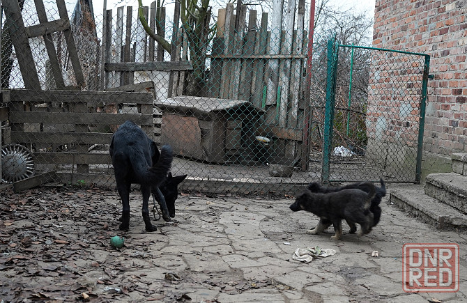 Продаются щенки немецкой овчарки Горловка - изображение 1