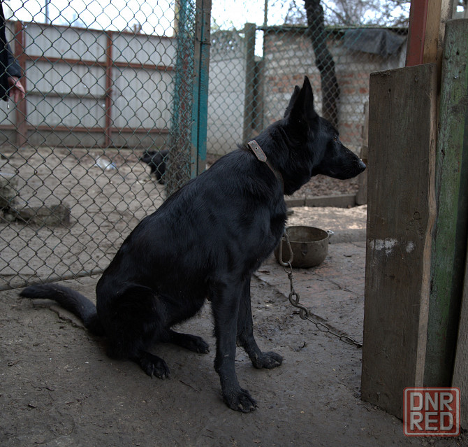 Продаются щенки немецкой овчарки Горловка - изображение 4