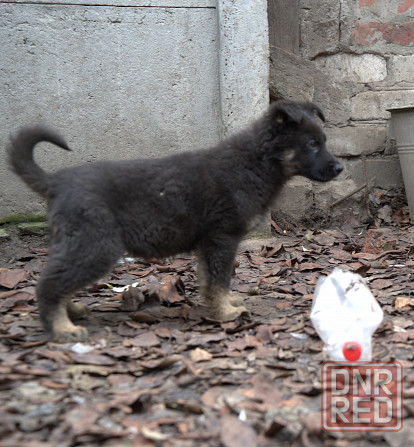 Продаются щенки немецкой овчарки Горловка - изображение 6