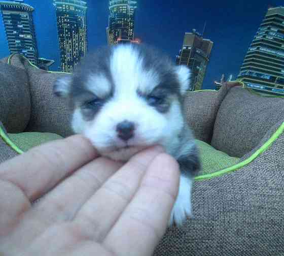 Крошка Маргошка (миничка). Донецк