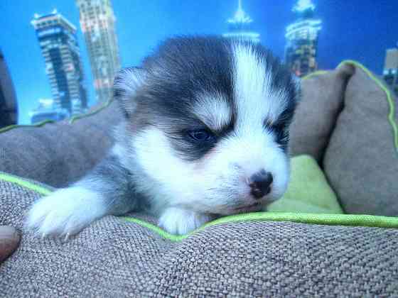 Крошка Маргошка (миничка). Донецк