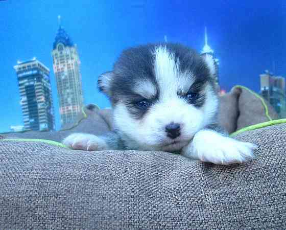 Крошка Маргошка (миничка). Донецк