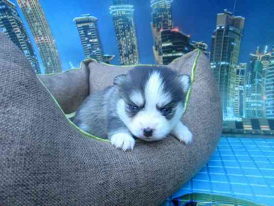 Крошка Маргошка (миничка). Донецк