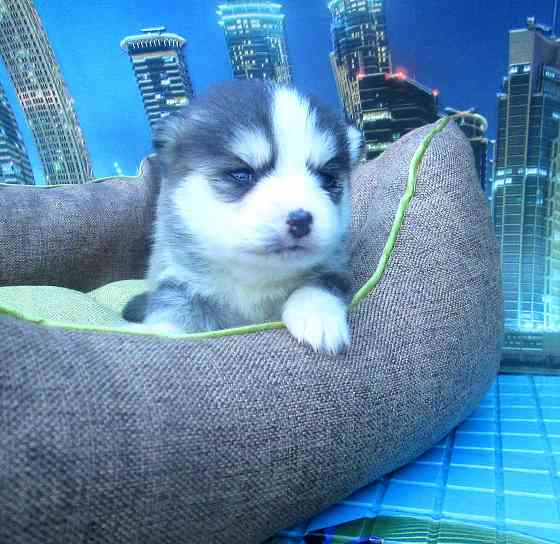 Крошка Маргошка (миничка). Донецк