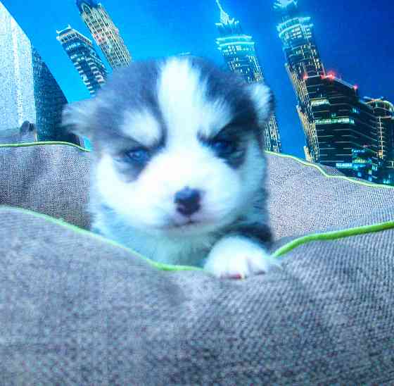 Крошка Маргошка (миничка). Донецк