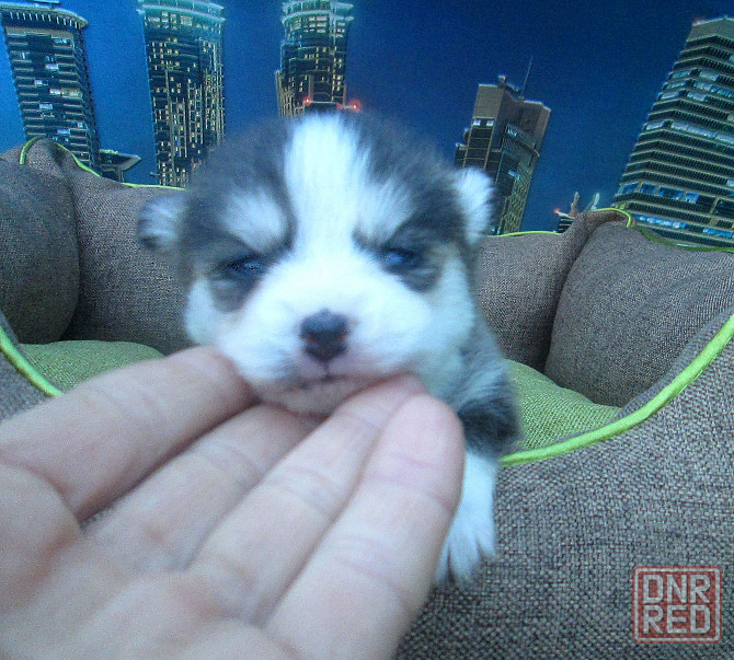 Крошка Маргошка (миничка). Донецк - изображение 1