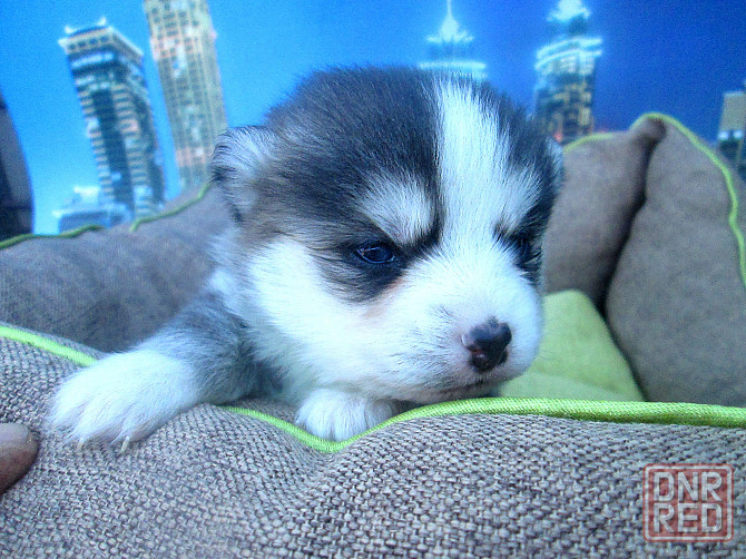 Крошка Маргошка (миничка). Донецк - изображение 2