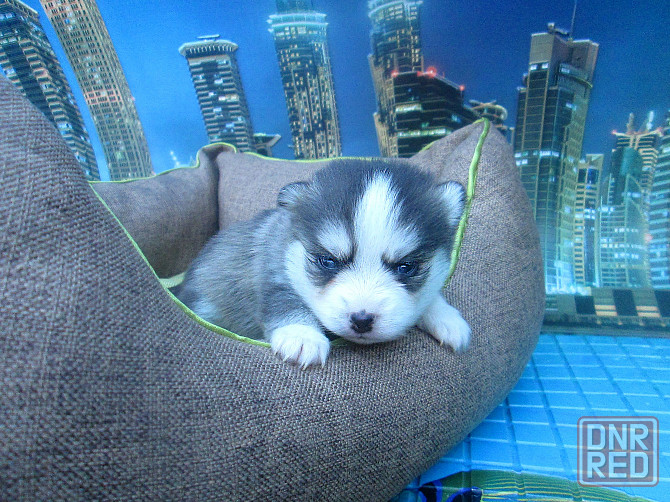 Крошка Маргошка (миничка). Донецк - изображение 4