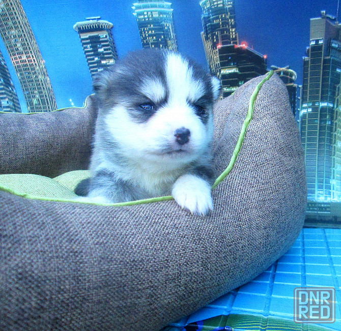 Крошка Маргошка (миничка). Донецк - изображение 6