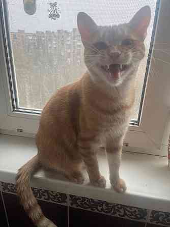 Отдам кота в добрые руки Донецк