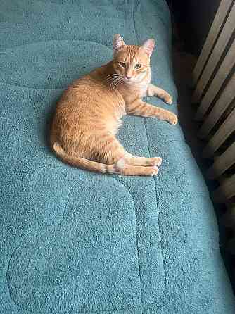 Отдам кота в добрые руки Донецк