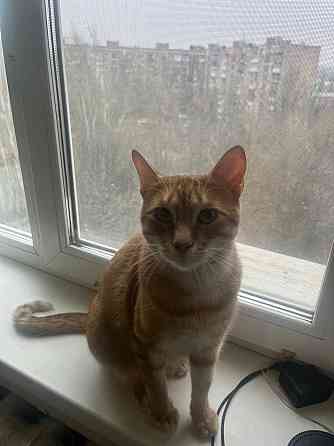 Отдам кота в добрые руки Донецк